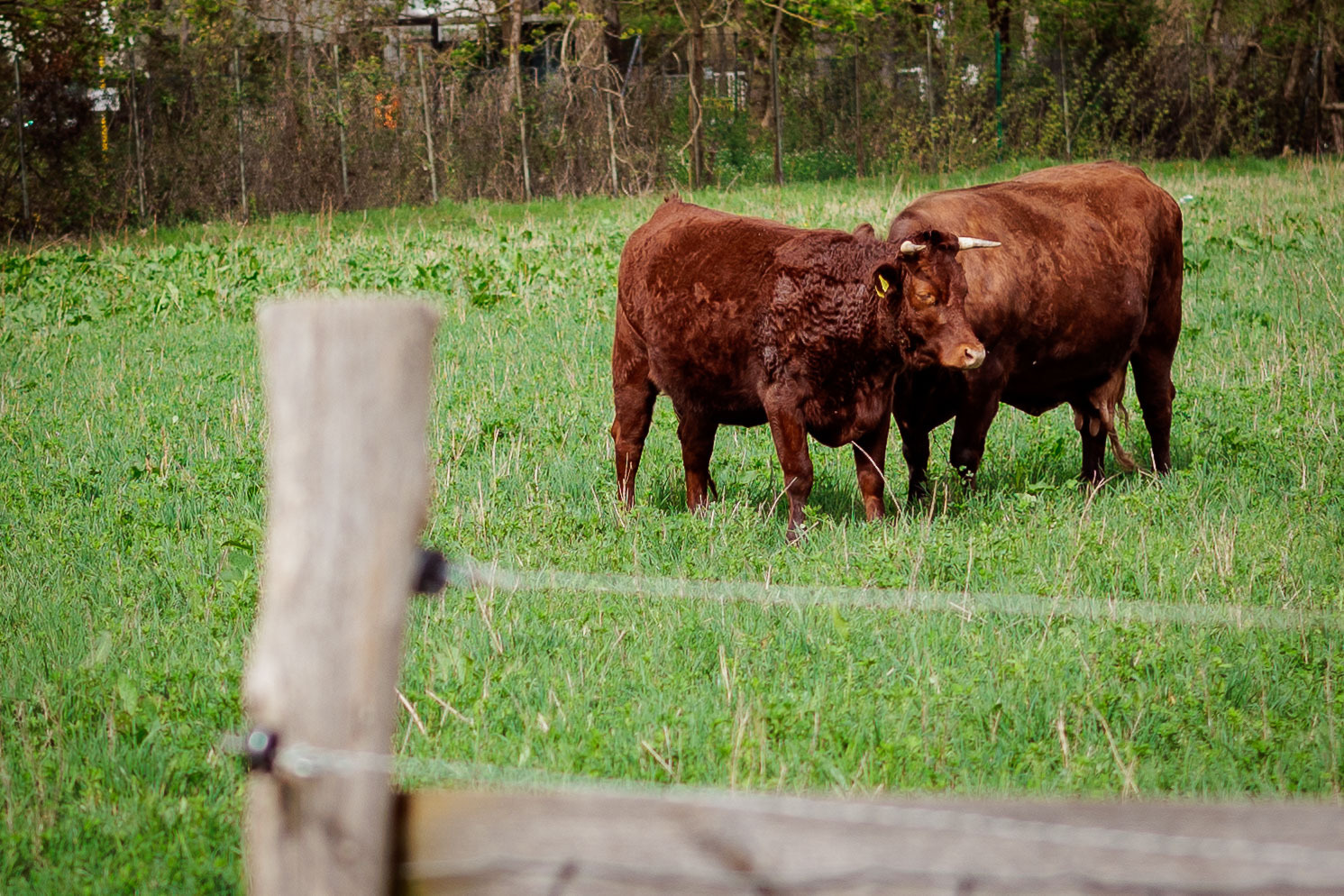 (Wanderroute A) Von der Domäne Dahlem zum Botanischen Garten