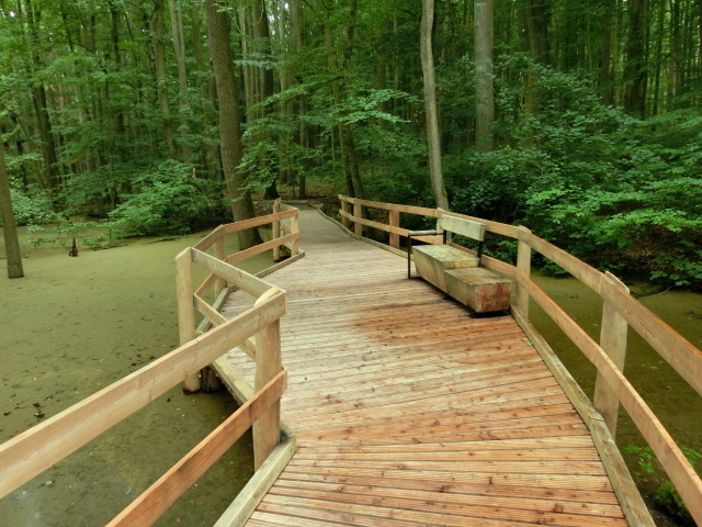 Waldpromenade am Baumkronenpfad im Nationalpark Hainich
