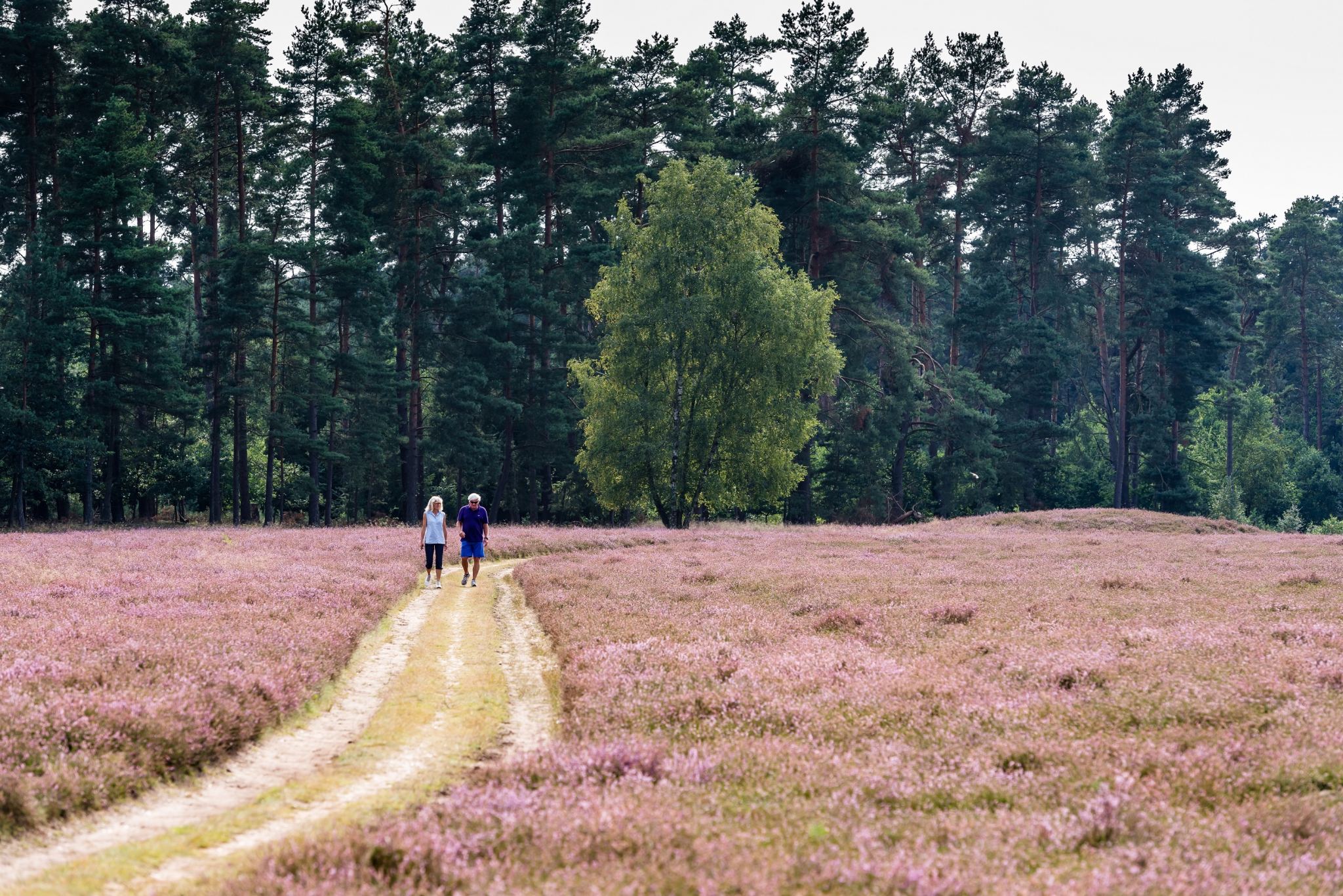 Klein Bünstorfer Heide bei Bad Bevensen - ©Markus Tiemann