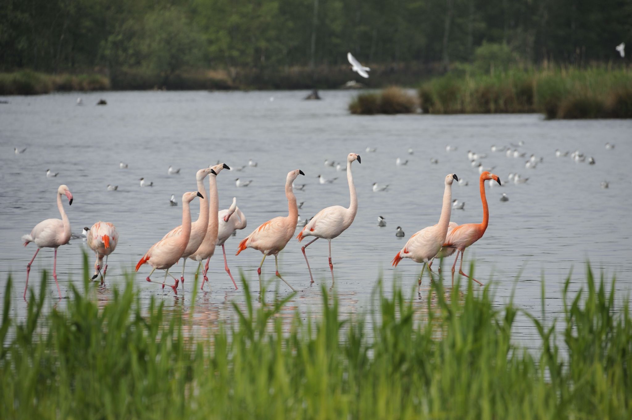 Flamingos am flachen See - ©C. Rueckriem