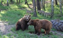 Wildpark-MV Wildpark-MV