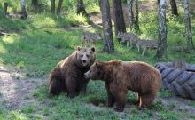 Raubtier-WG mit Bären - ©Wildpark-MV