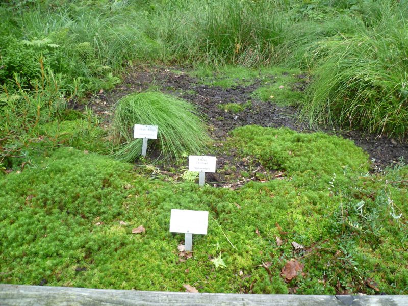 Pflanzen- und Gesteins-Freigelände (Rundweg) im Nationalparkzentrum Lusen - ©Martine Ernst Pflanzen- und Gesteins-Freigelände (Rundweg) im Nationalparkzentrum Lusen - ©Martine Ernst
