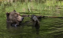 BÄRENWALD Müritz - ©MIHAI VASILE
