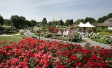 Rosengarten - ©KTL Kur und Tourismus Bad Langensalza GmbH Rosengarten - ©KTL Kur und Tourismus Bad Langensalza GmbH