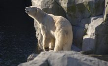 Urlaubsinspiration " Tierisch gut"