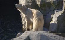Urlaubsinspiration " Tierisch gut" Urlaubsinspiration " Tierisch gut"