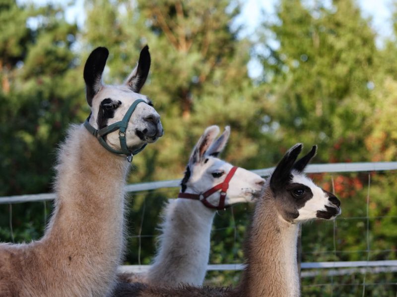 Pfalz Lamas