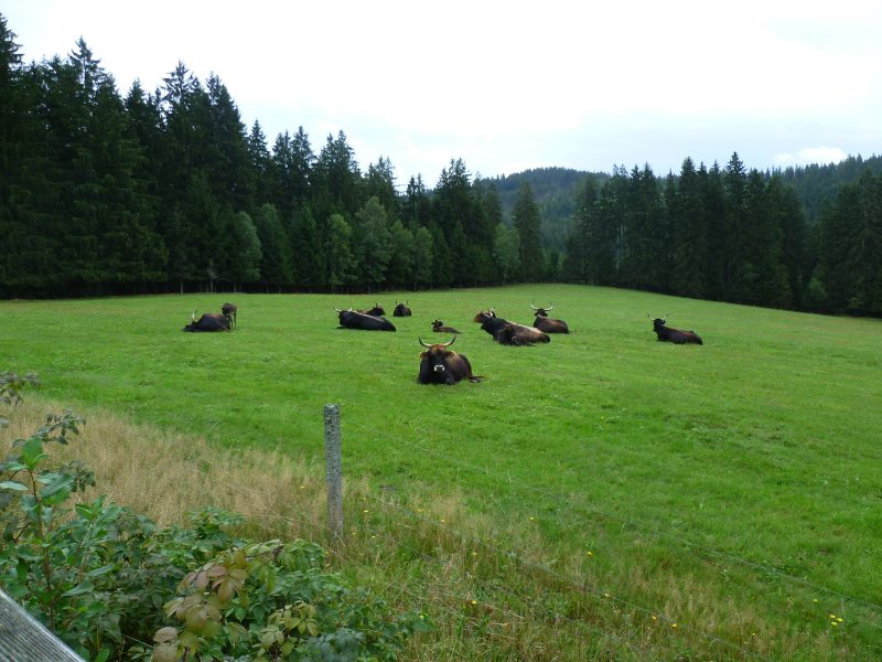 Tier-Freigelände mit Steinzeithöhle im Nationalparkzentrum Falkenstein