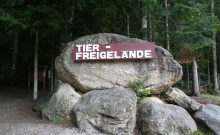 Tier-Freigelände im Nationalparkzentrum Lusen (Rundweg) - ©Martine Ernst Tier-Freigelände im Nationalparkzentrum Lusen (Rundweg) - ©Martine Ernst