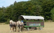 Pferde- und Archehof Kellerwald mit Planwagenfahrten - ©Nationalpark Kellerwald-Edersee / Backhaus Pferde- und Archehof Kellerwald mit Planwagenfahrten - ©Nationalpark Kellerwald-Edersee / Backhaus