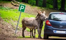 Wild- und Erlebnispark Daun - ©Wild- und Erlebnispark Daun Wild- und Erlebnispark Daun - ©Wild- und Erlebnispark Daun