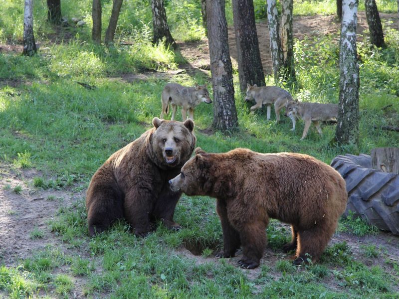 Wildpark-MV - ©Wildpark-MV Bild von Wildpark-MV - ©Wildpark-MV