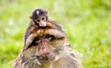 Affen- und Vogelpark Eckenhagen - ©Affen- und Vogelpark Eckenhagen Affen- und Vogelpark Eckenhagen - ©Affen- und Vogelpark Eckenhagen
