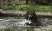 Braunbär im Tierpark Dessau  - ©Thomas Jahn