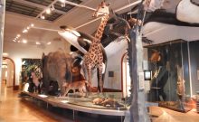 Museum für Naturkunde Magdeburg - ©Manuela Fischer Museum für Naturkunde Magdeburg - ©Manuela Fischer